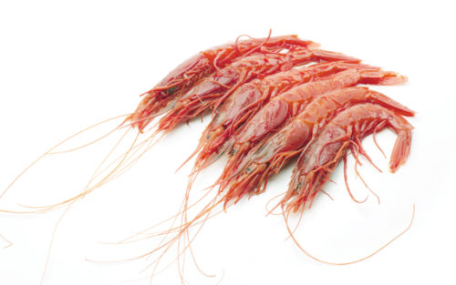 shrimp carabinero of red, a delicacy